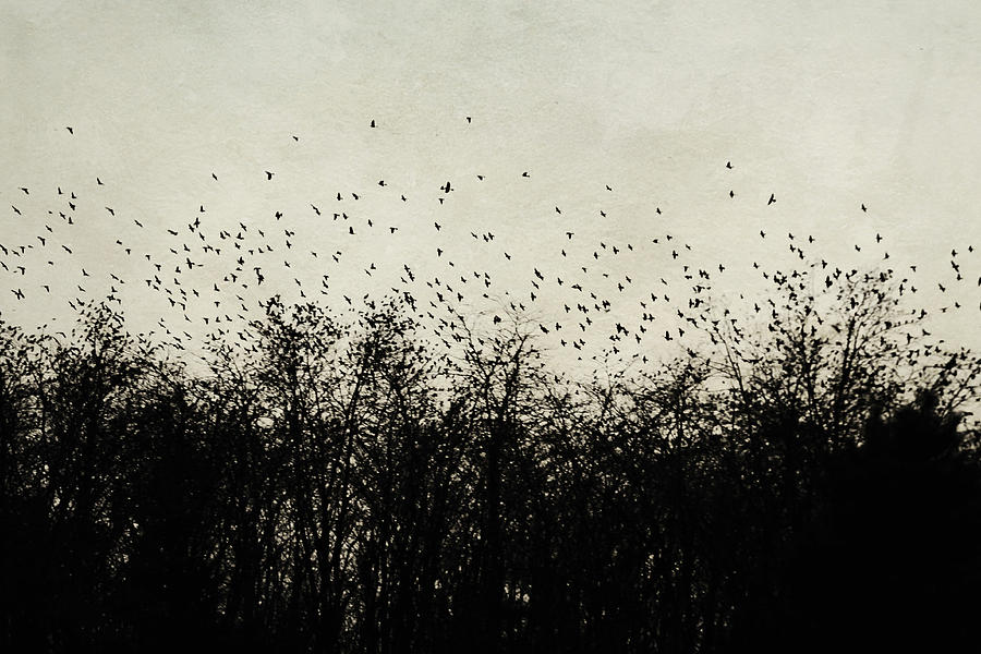 Bird Photograph - Flying Birds by Beverly  LeFevre