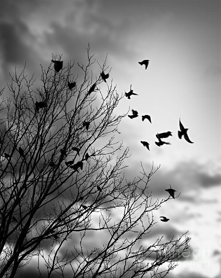 Flying birds Photograph by Elena Elisseeva