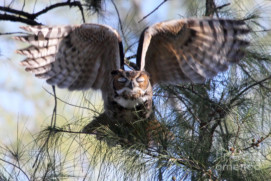 Flying Blind - Great Horned Owl Photograph by Meg Rousher