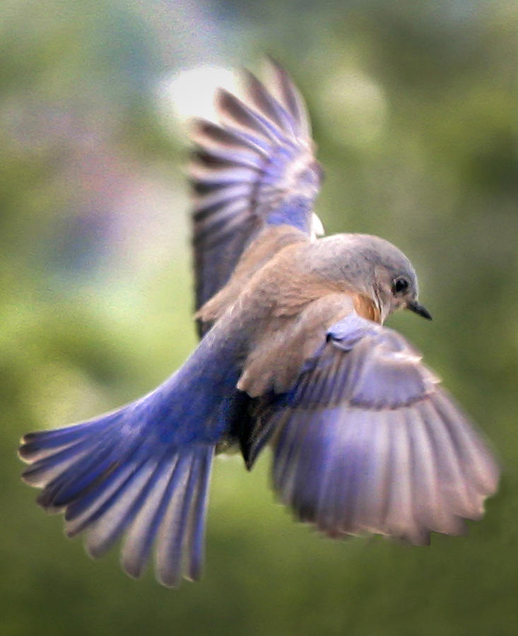 Animal Photograph - Flying bluebird by Jean Noren