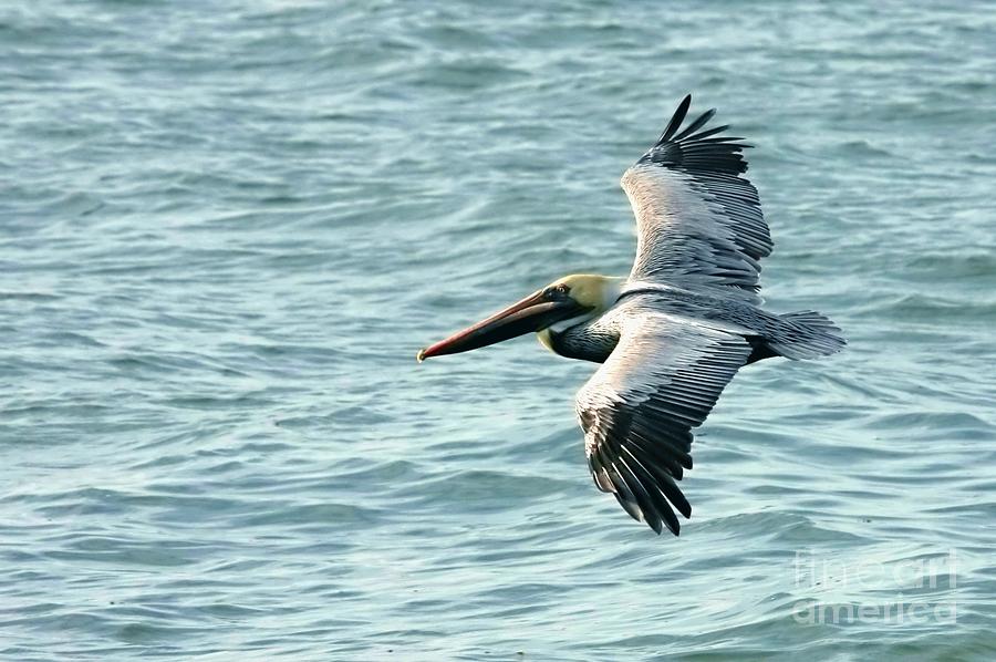 Flying Brown Pelican  Photograph by Carol Groenen