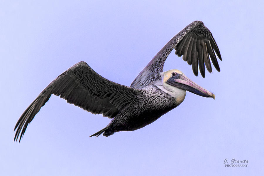 Flying Brown Pelican Photograph by Joe Granita