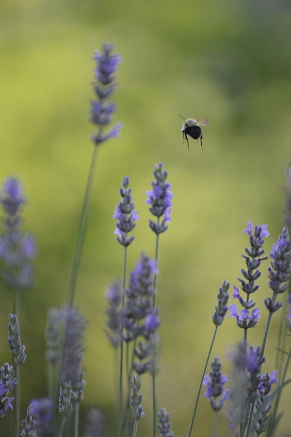 Flying Bumblebee Photograph by Teresa Tilley