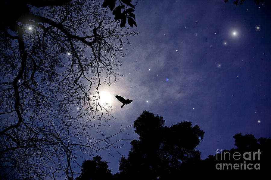 Flying By The Moon  by Mimi Ditchie