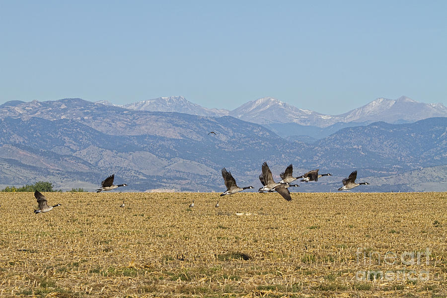 Flying Canadian Geese Colorado Rocky Mountains 1 Photograph by James BO Insogna