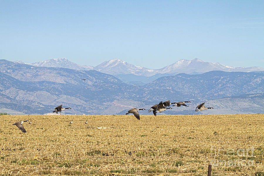 Flying Canadian Geese Rocky Mountains 2 Photograph by James BO Insogna