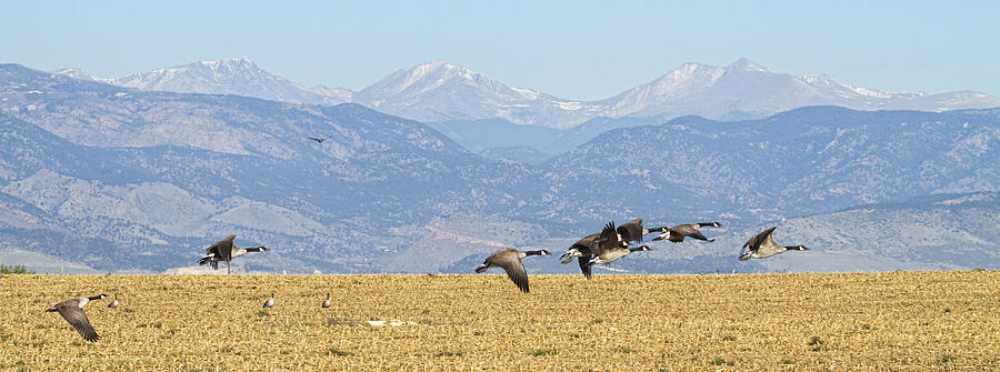Flying Canadian Geese Rocky Mountains Panorama 2 Photograph by James BO Insogna