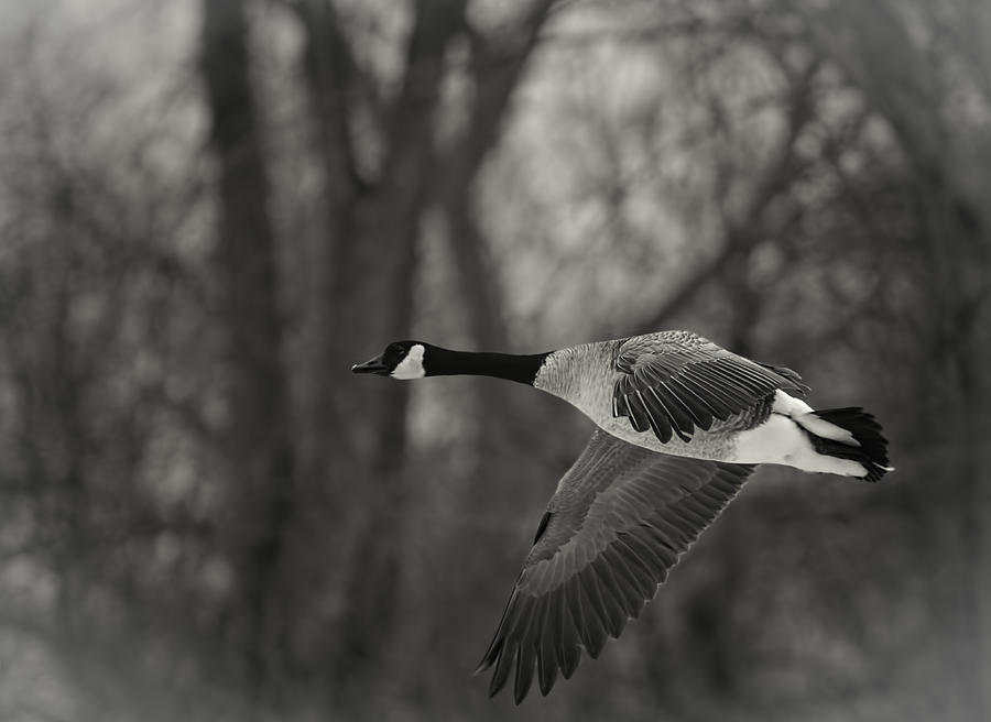 Flying Canadian Goose in Black and White Photograph by Thomas Young