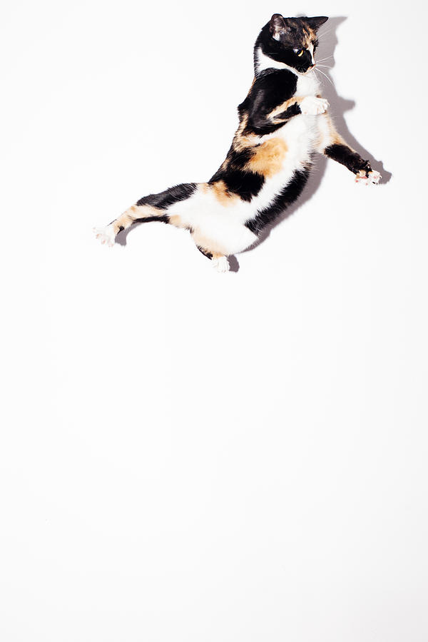 Flying cat Photograph by Andriy Onufriyenko