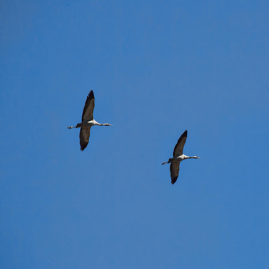 Crane Photograph - Flying Common cranes - Leif Sohlman by Leif Sohlman