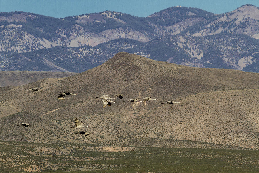 Flying Cranes against New Mexico Moutains Photograph by Jean Noren