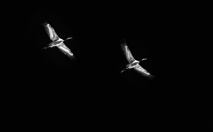 Flying cranes BW-3 Photograph by Leif Sohlman