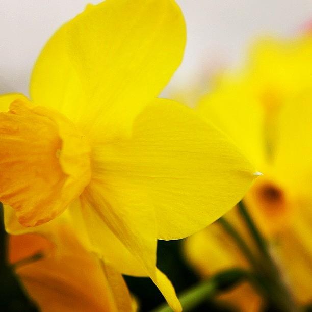 Flower Photograph - Flying Daffodil by Justin Connor
