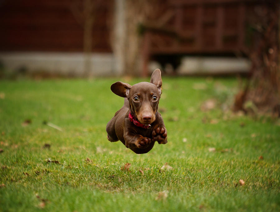 Dog Photograph - Flying Daxie by Julie Hill