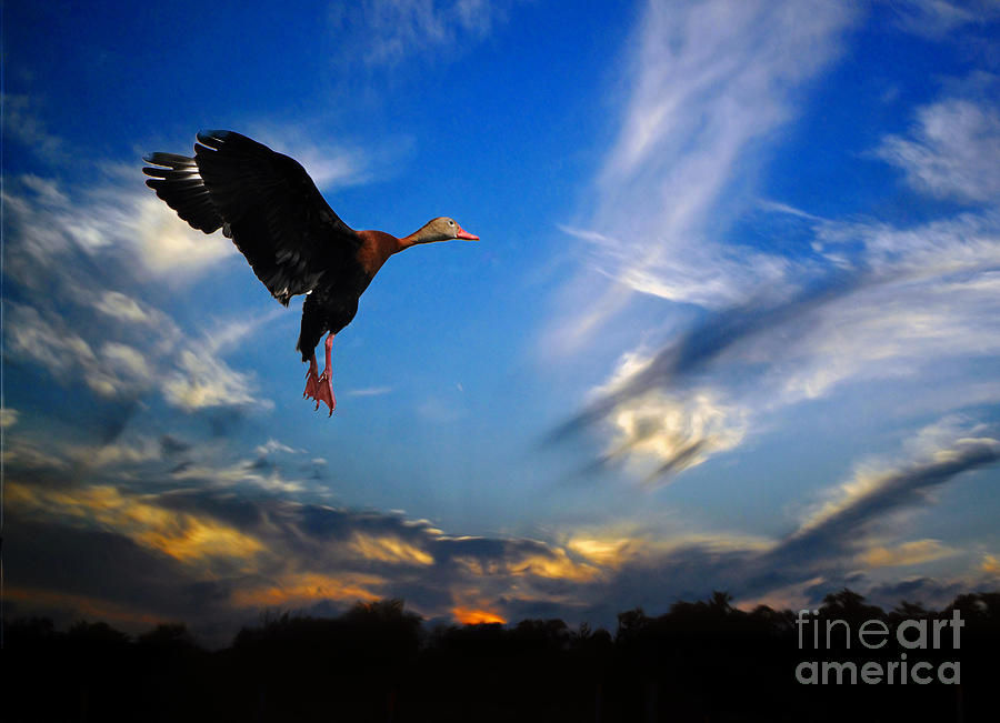 Flying Duck Photograph by Savannah Gibbs