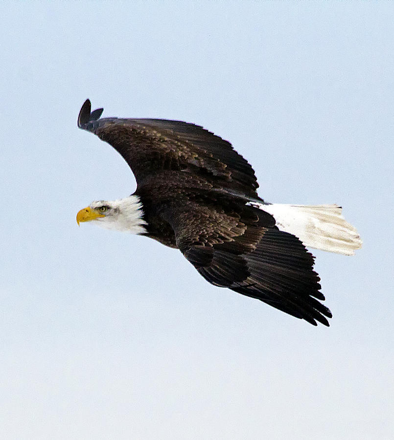 Flying Eagle Photograph by Constantine Gregory - Fine Art America