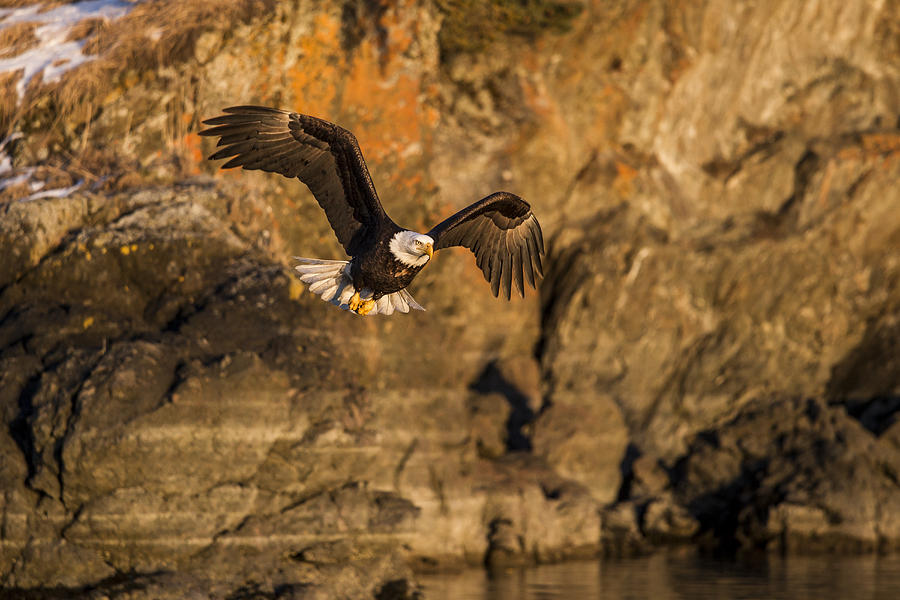 Flying Eagle Photograph by D Robert Franz