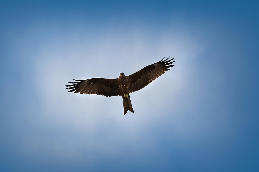 Flying Eagle Photograph by Samad Malik Photography