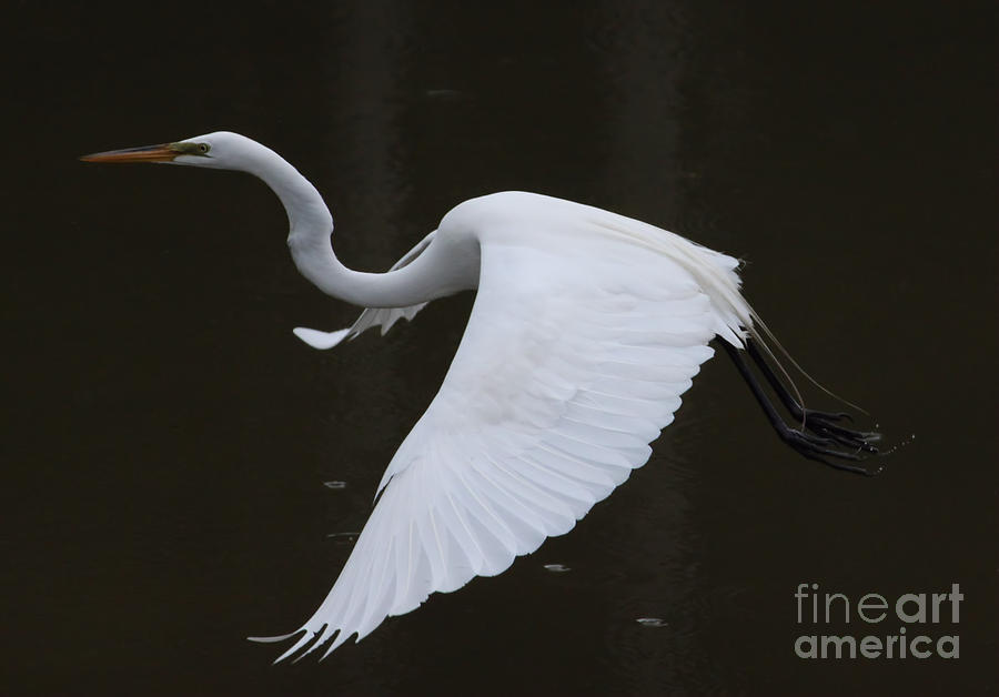 Flying Egret Photograph by Cortney Price