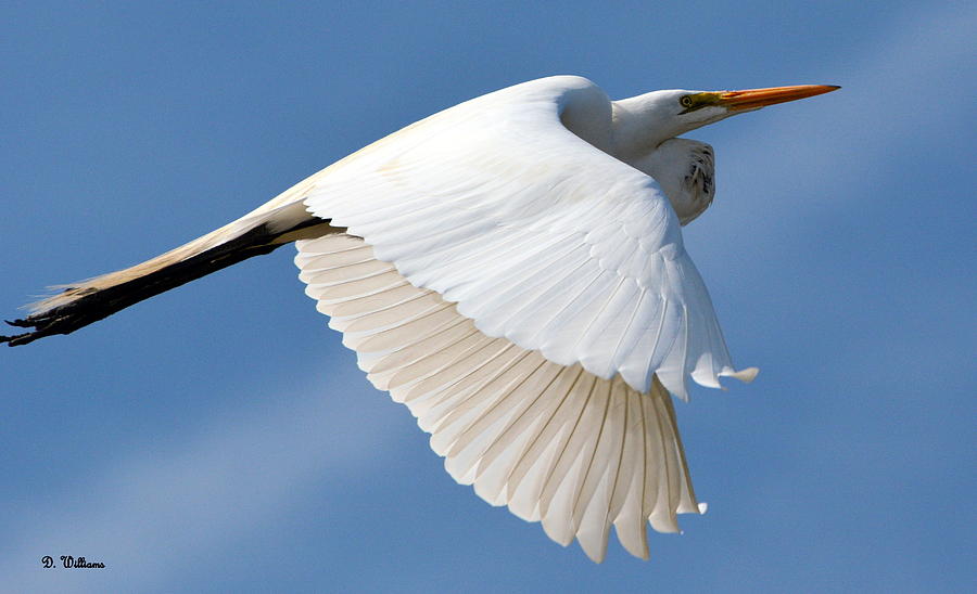 Flying Egret Photograph by Dan Williams