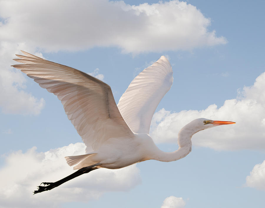 Egret Photograph - Flying Egret by Joe Granita