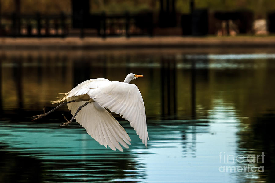Flying Egret Photograph by Robert Bales