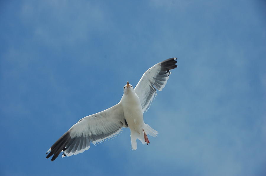 Bird Photograph - Flying Feathered Friend by Jon Berghoff