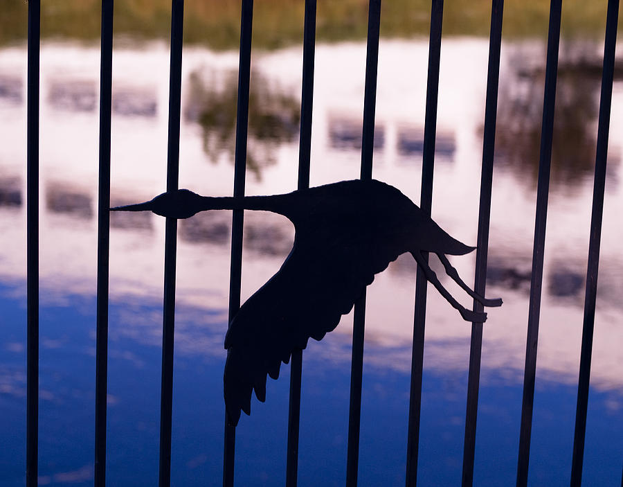 Geese Photograph - Flying Fence by Tara Lynn