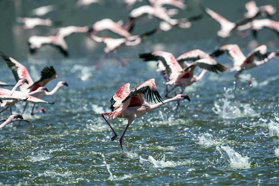 Flying Flamingos Photograph by 1001slide