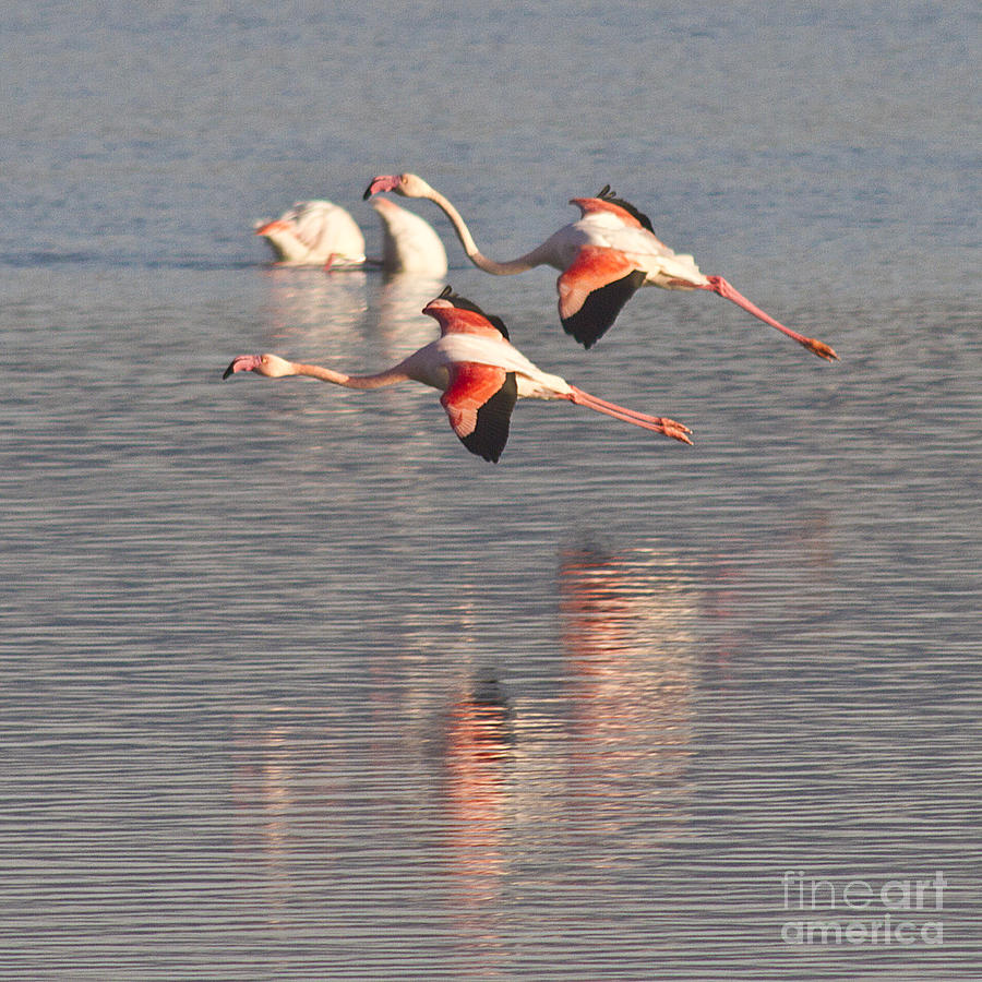 Flying Flamingos Photograph by Heiko Koehrer-Wagner