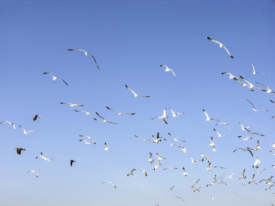 Flying Flock Of Seagulls Photograph