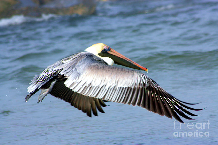 Flying Florida Pelican Photograph by Nick Gustafson