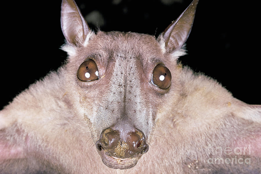 Mammal Photograph - Flying fox bat by Dr Paul A Zahl