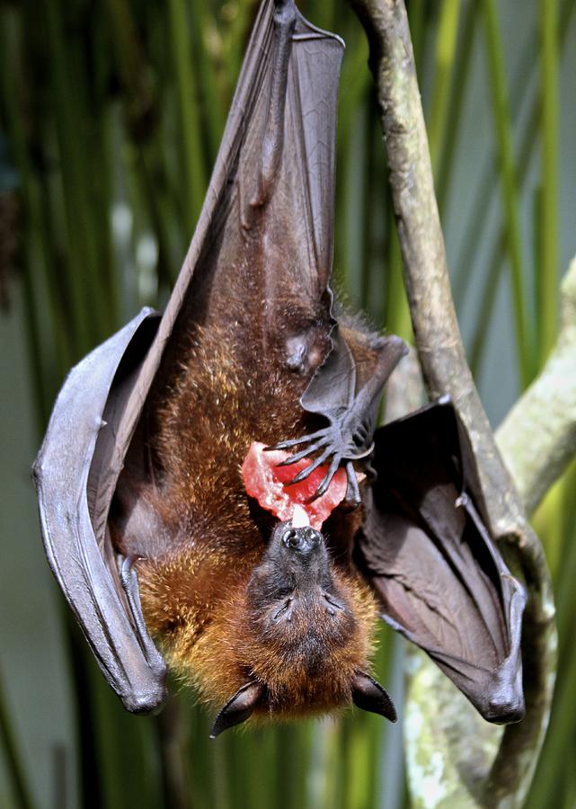 Flying Fox or Fuit Bat Photograph by Venetia Featherstone-Witty