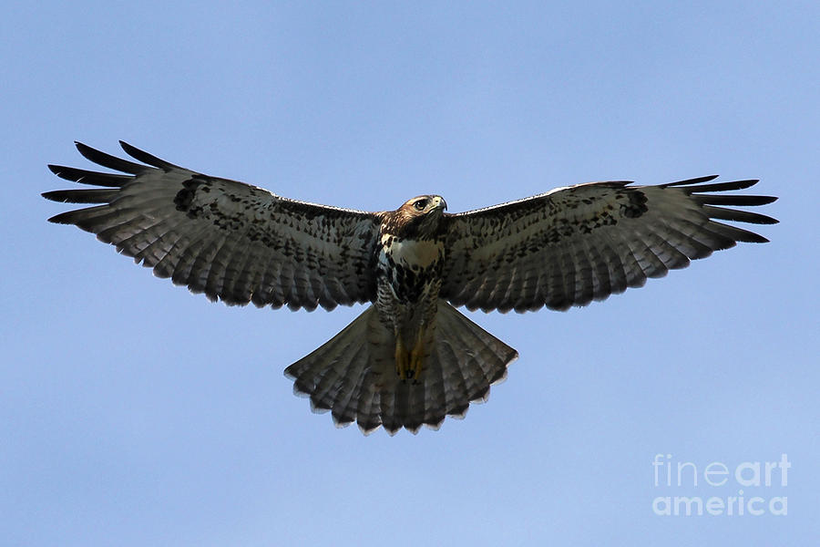 Flying Free - Red-tailed Hawk Photograph by Meg Rousher