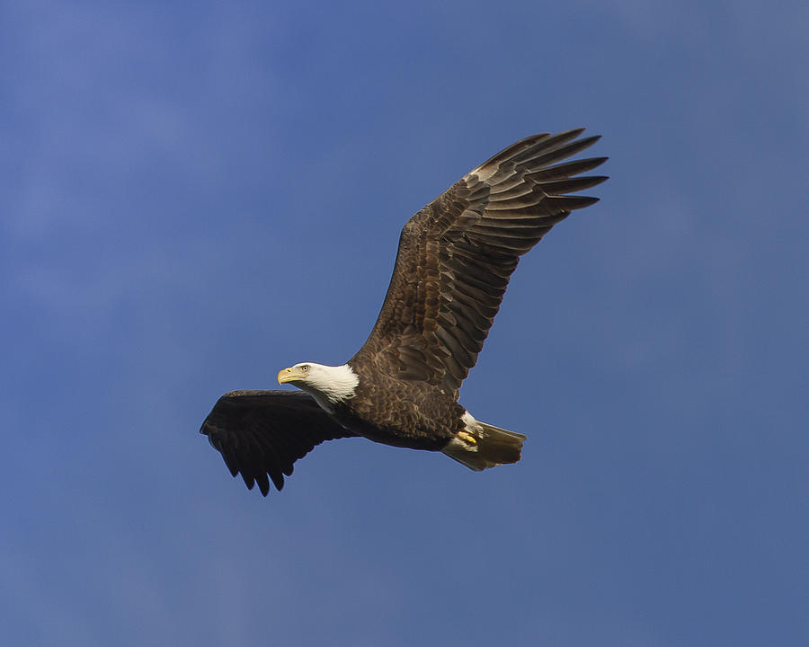 Flying Free 2 Photograph by Karl Kjeldgaard - Fine Art America