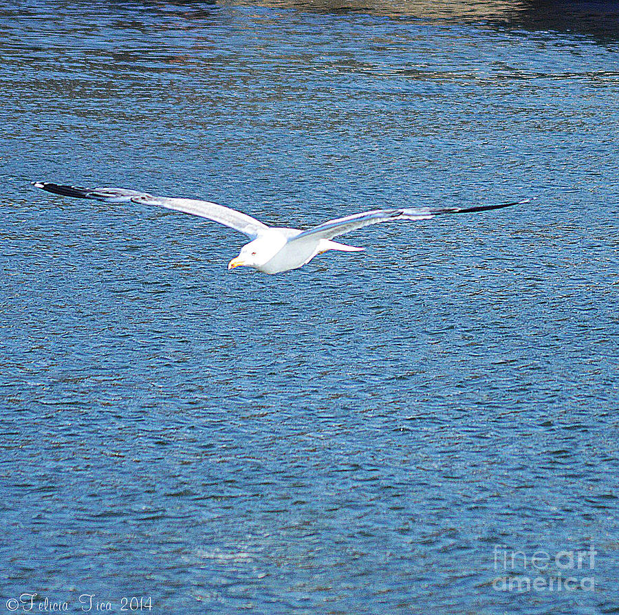 Flying free Photograph by Felicia Tica