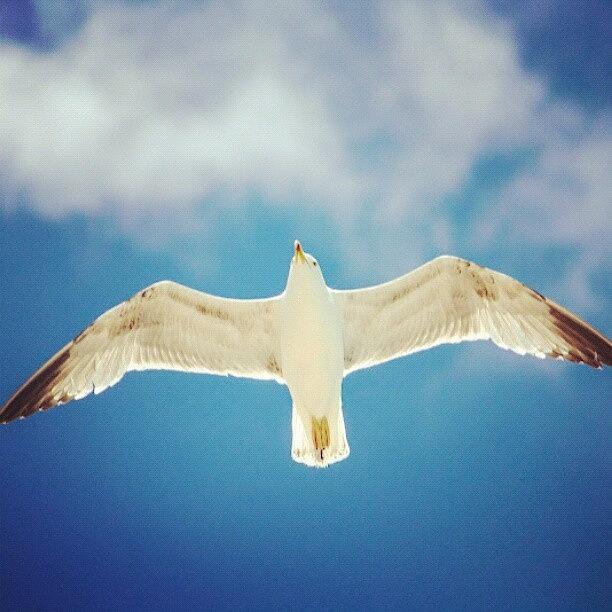 Gaviota Photograph - Flying Free.... #gaviota #mar #gull by David Cantos