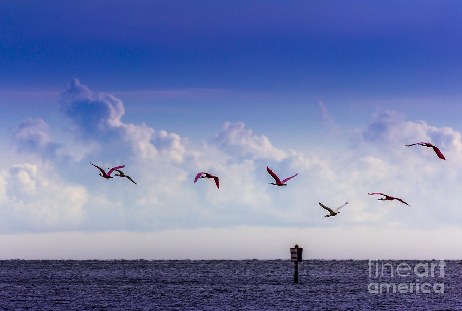 Flying Free Photograph by Marvin Spates