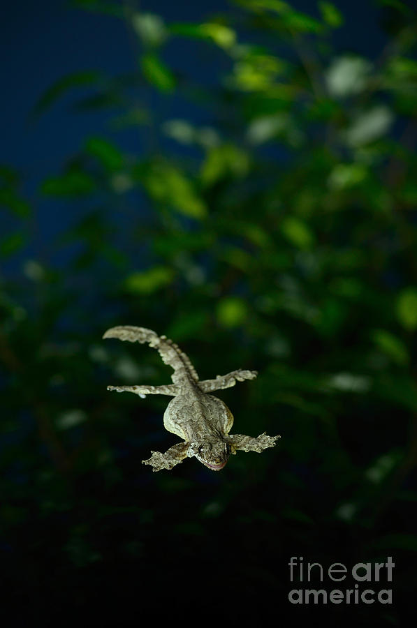 Animal Photograph - Flying Gecko Gliding by Scott Linstead