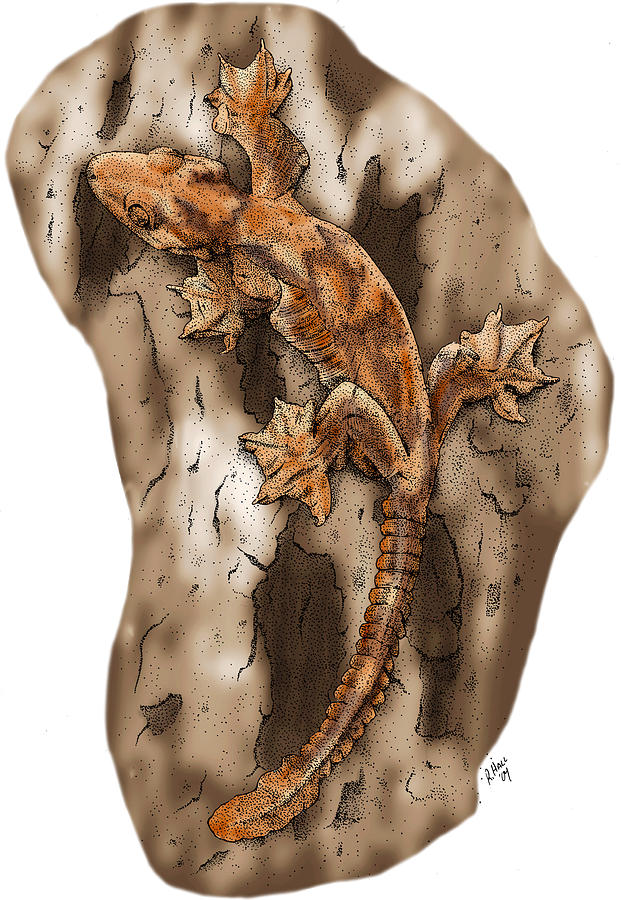 Flying Gecko Photograph by Roger Hall