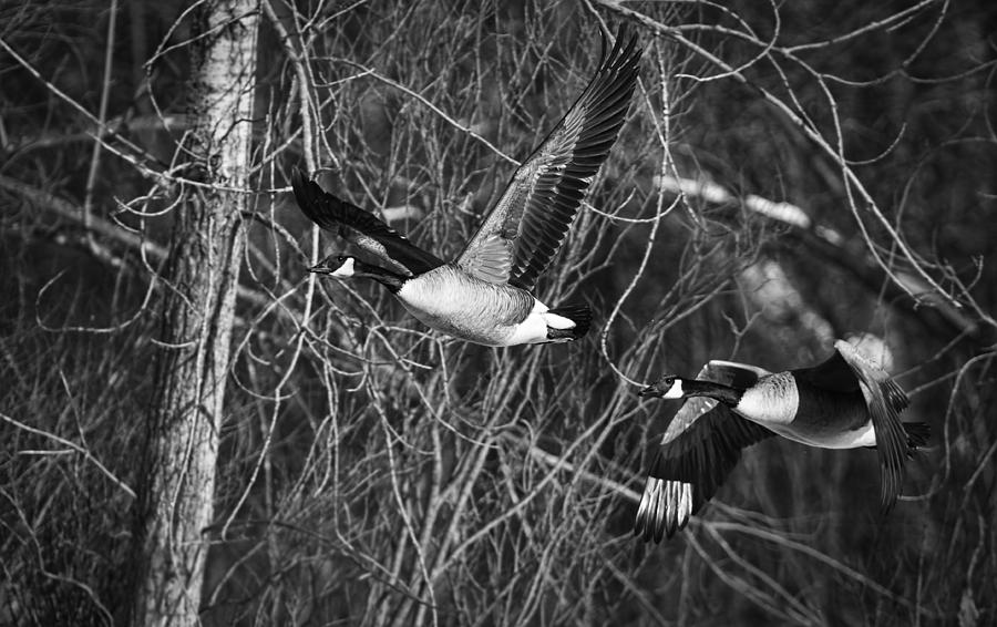 Black And White Photograph - Flying Geese in Black and White by Thomas Young