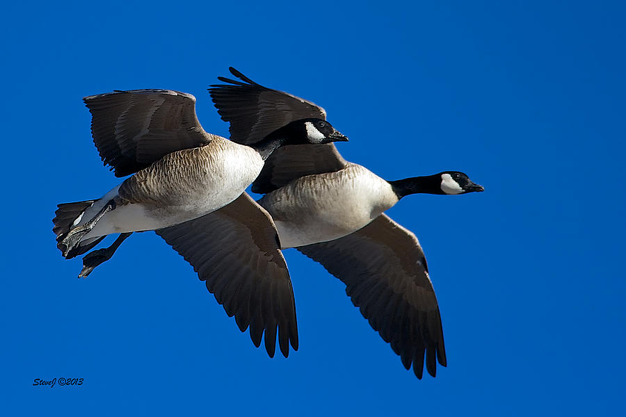 Flying Geese Photograph by Stephen Johnson