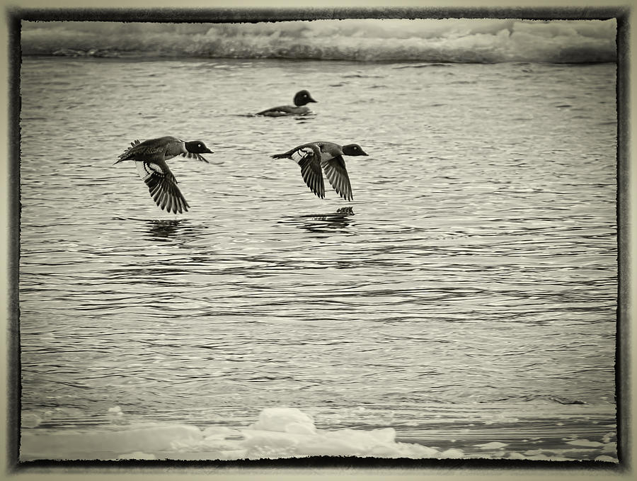 Goldeneye Ducks Photograph - Flying Goldeneyes by Thomas Young