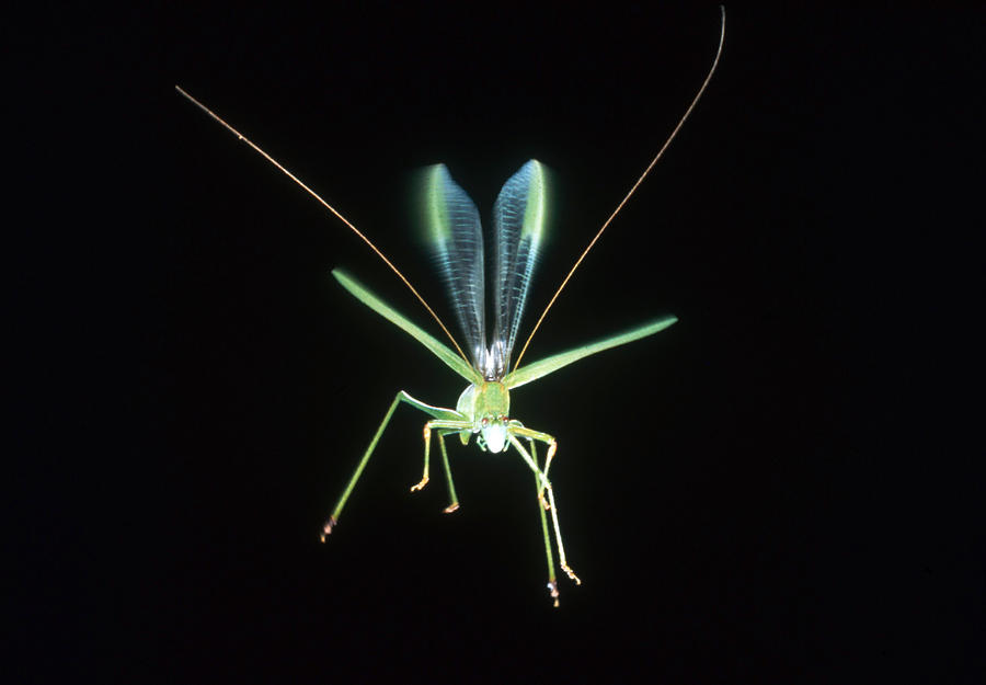 Flying Grasshopper Photograph by Perennou Nuridsany