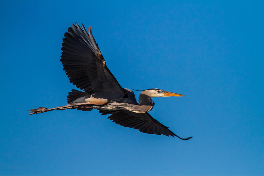Flying Great Blue Heron Photograph by Andres Leon