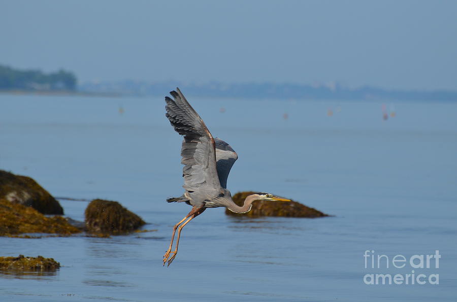 Flying Great Blue Heron in Maine Photograph by DejaVu Designs