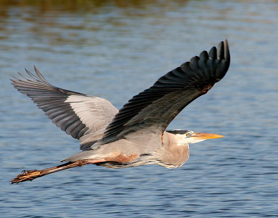 Flying Great Blue Heron Photograph by Ira Runyan - Pixels