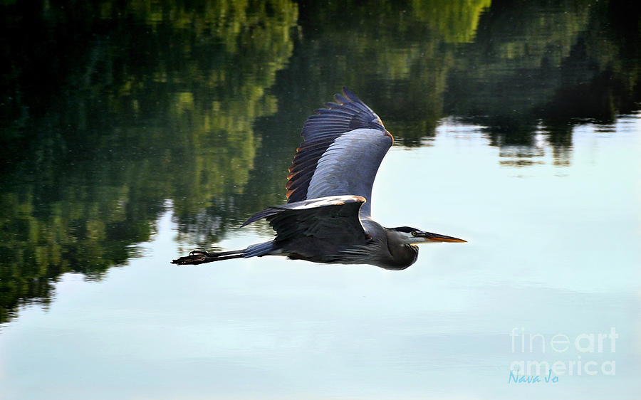 Flying Great Blue Heron Photograph by Nava Thompson