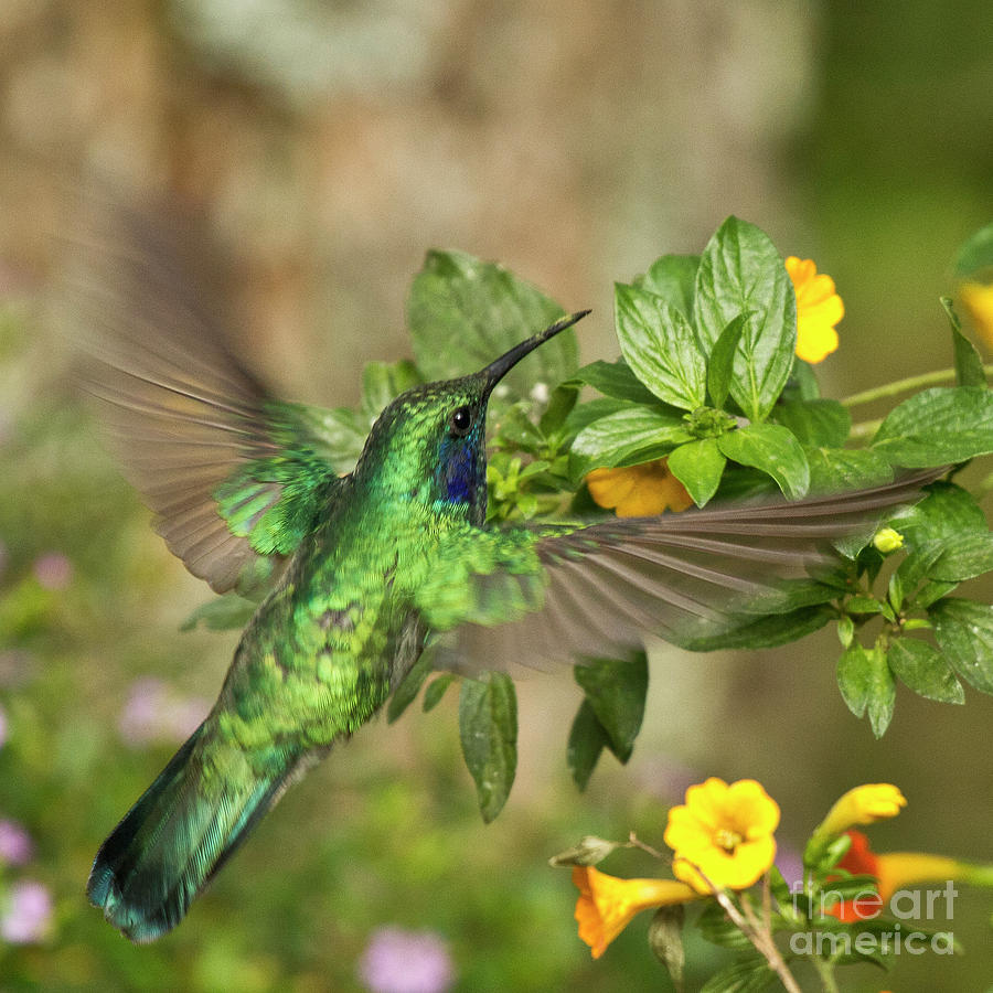 Flying Green Violetear Photograph by Heiko Koehrer-Wagner